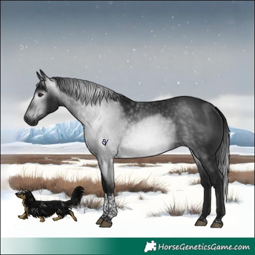 Horse Color:Gray Brown Tobiano Rabicano 