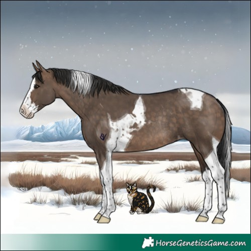 Horse Color:Brown Dun Splash Tobiano Appaloosa Rabicano 
