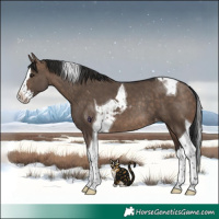 Horse Color:Brown Dun Splash Tobiano Varnish Rabicano