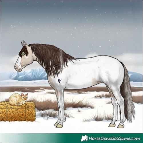 Horse Color:Sable Champagne Dun Splash Tobiano Appaloosa Rabicano