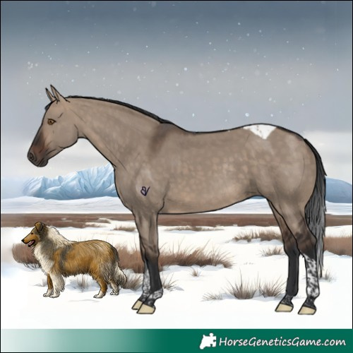 Horse Color:Brown Dun Tobiano Rabicano
