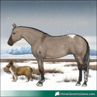 Horse Color:Brown Dun Tobiano Rabicano 