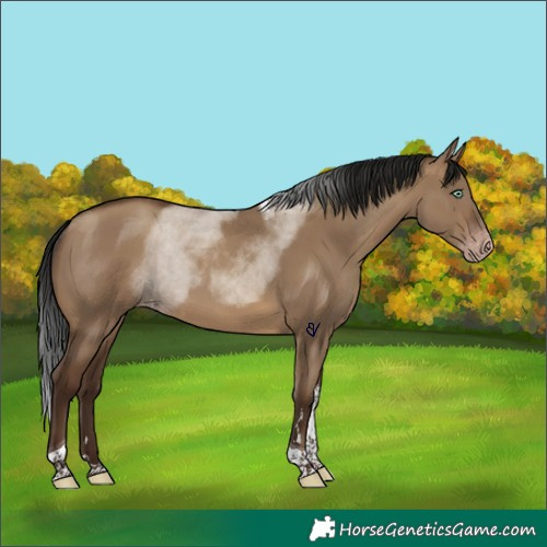 Horse Color:Gray Sable Champagne Dun Tobiano Appaloosa Rabicano 