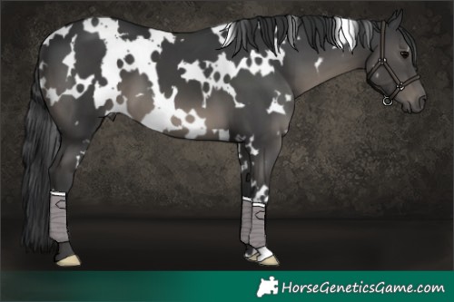 Horse Color:White Spotted Black 