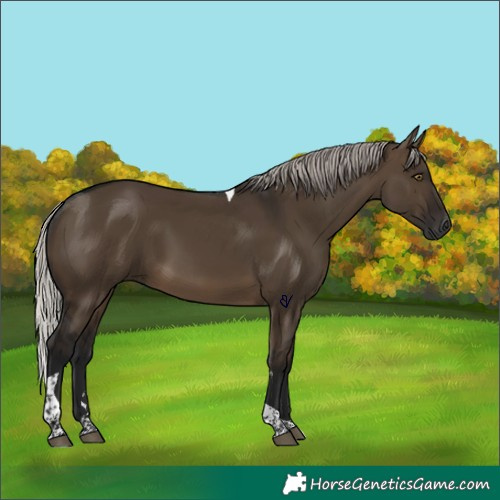 Horse Color:Gray Silver Brown Dun Tobiano Rabicano 