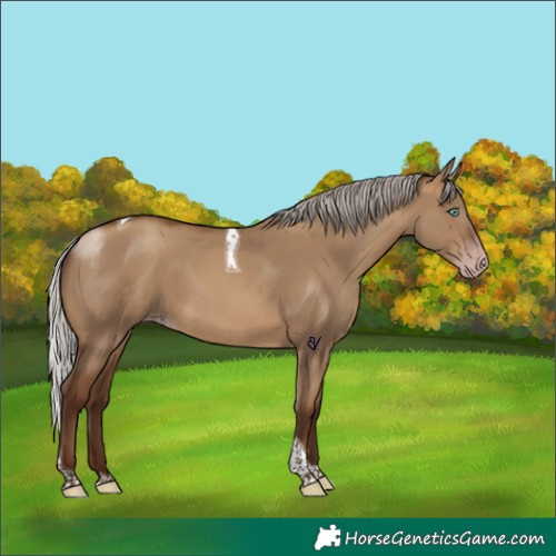 Horse Color:Gray Silver Sable Champagne Dun Tobiano Rabicano 