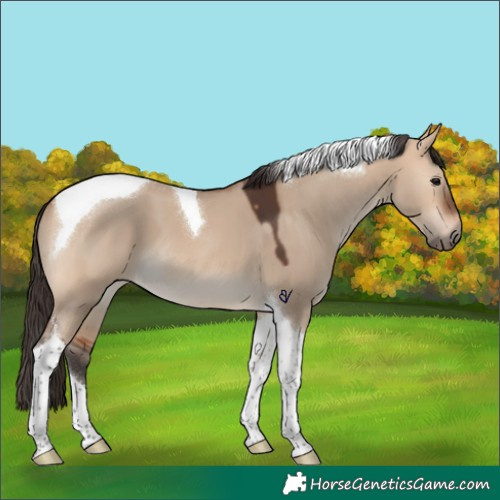 Horse Color:Bay Dun Tobiano 
