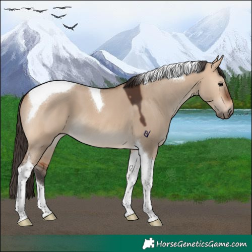 Horse Color:Bay Dun Tobiano 