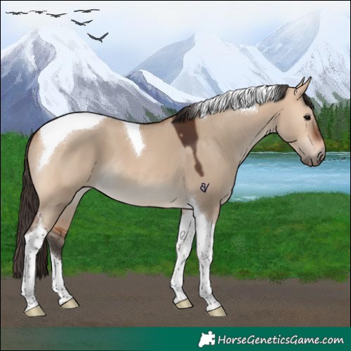 Horse Color:Bay Dun Tobiano 