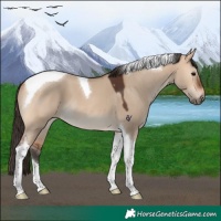 Horse Color:Bay Dun Tobiano