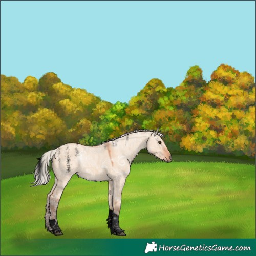 Horse Color:Unknown 
