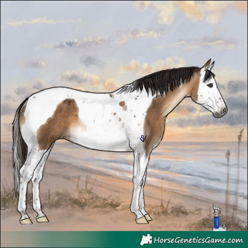 Horse Color:Gray Bay Dun Splash Tobiano Rabicano