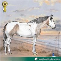 Horse Color:Gray Bay Dun Splash Tobiano Rabicano 