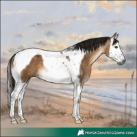 Horse Color:Gray Bay Dun Splash Tobiano Rabicano 