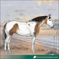 Horse Color:Gray Bay Dun Splash Tobiano Rabicano 