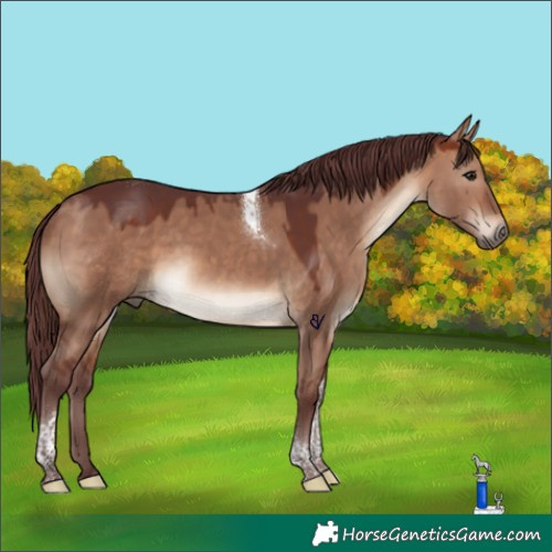 Horse Color:Chocolate Brown Dun Tobiano Rabicano