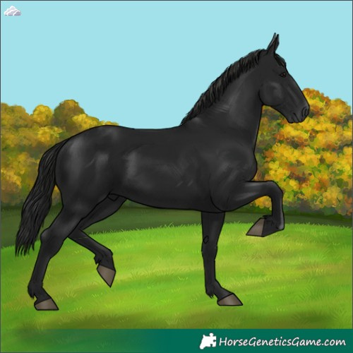 Horse Color:Gray Black