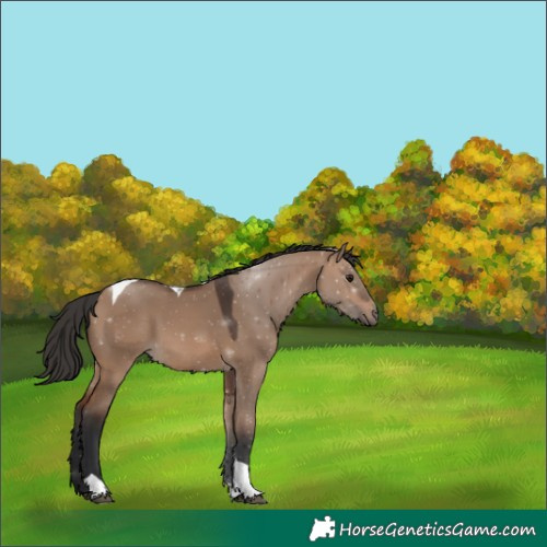 Horse Color:Unknown 