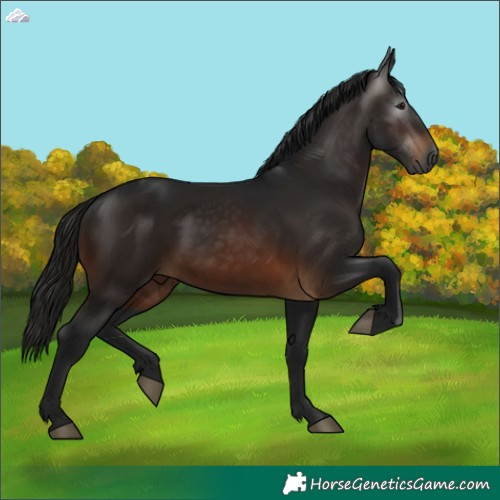 Horse Color:Gray Bay 