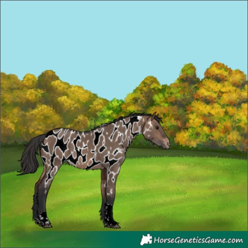 Horse Color:Unknown 