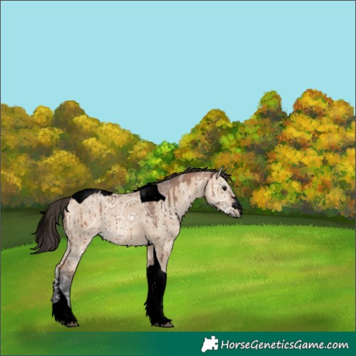 Horse Color:Unknown 