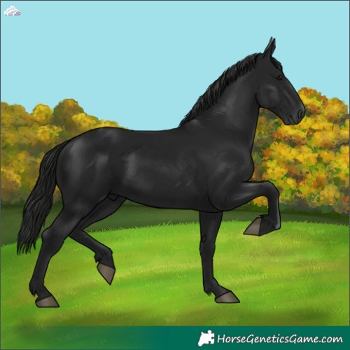 Horse Color:Gray Black 