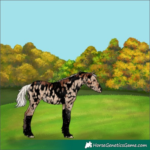 Horse Color:Void Silver Brown Dun Tobiano Near Leopard Brindle 