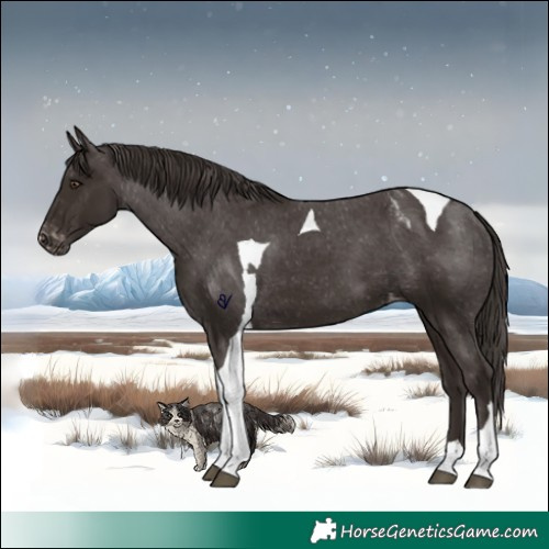 Horse Color:Liver Chestnut Tobiano Appaloosa 