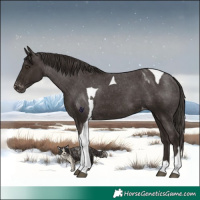 Horse Color:Liver Chestnut Tobiano Varnish