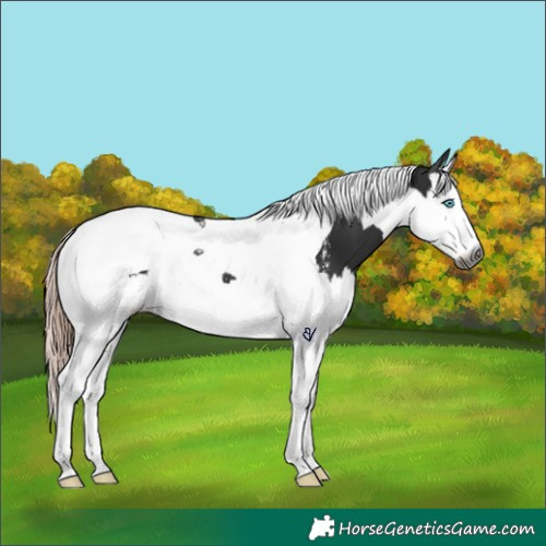 Horse Color:Powder White Gray Liver Chestnut Splash Tobiano Appaloosa 
