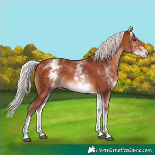 Horse Color:White Spotted Chocolate Silver Bay