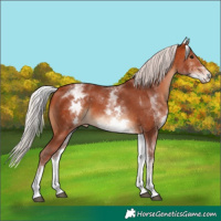 Horse Color:White Spotted Chocolate Silver Bay 