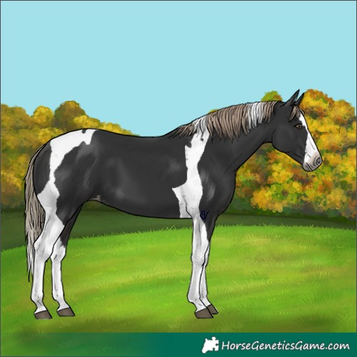 Horse Color:Gray Liver Chestnut Splash Tobiano Appaloosa