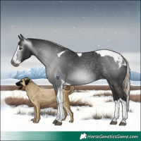 Horse Color:Gray Liver Chestnut Splash Tobiano Appaloosa 