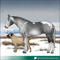Horse Color:Gray Liver Chestnut Splash Tobiano Appaloosa 