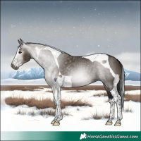 Horse Color:Gray Brown Dun Splash Tobiano