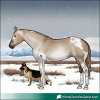 Horse Color:Gray Liver Red Dun Tobiano