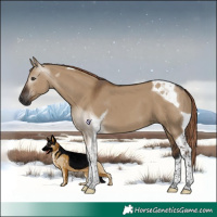 Horse Color:Gray Liver Red Dun Tobiano 
