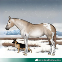 Horse Color:Gray Liver Red Dun Tobiano 
