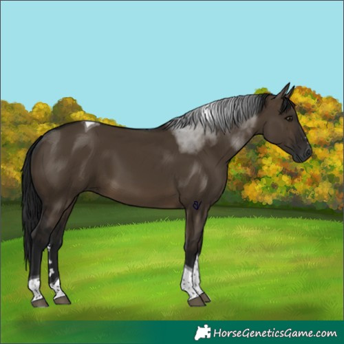 Horse Color:Gray Brown Dun Tobiano