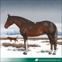 Horse Color:Liver Chestnut Tobiano