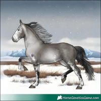 Horse Color:Gray Grullo Sabino 