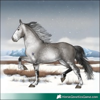 Horse Color:Gray Grullo Sabino