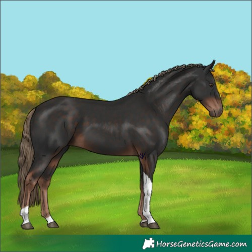 Horse Color:Liver Chestnut Tobiano 