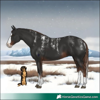 Horse Color:Powder White Liver Chestnut Splash