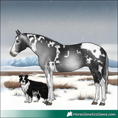 Horse Color:Gray White Spotted Brown Splash Tobiano 