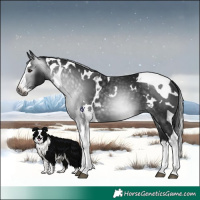 Horse Color:Gray White Spotted Brown Splash Tobiano