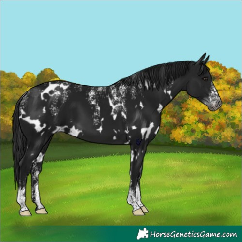 Horse Color:Powder White Gray White Spotted Brown 