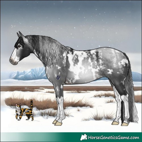 Horse Color:Powder White Gray White Spotted Brown Splash