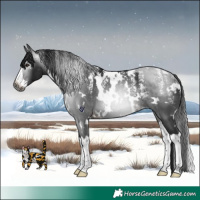 Horse Color:Powder White Gray White Spotted Brown Splash